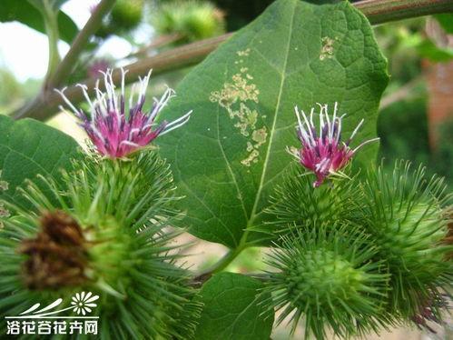 牛蒡视频,揭秘生活智慧，探寻人生哲理