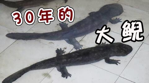 娃娃鱼做法视频,家常美味，轻松上手