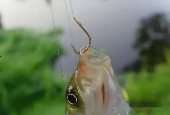 聚鱼视频,探索短视频新潮流，畅享精彩内容盛宴