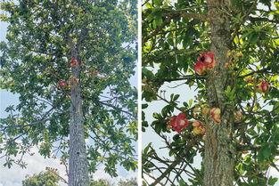 炮弹树爆炸视频,视觉冲击下的自然奇观揭秘